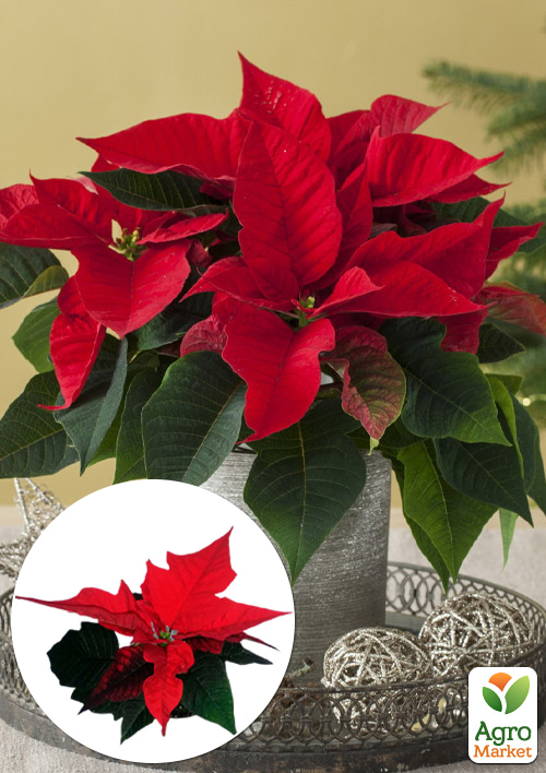 

Пуансеттия Blissfull Red (Рождественская Звезда)