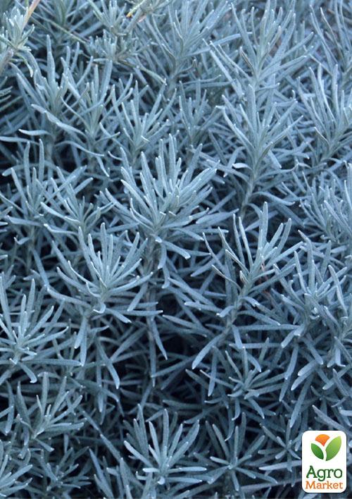 

Талл карри (Helichrysum angustifolia Tall Curry)