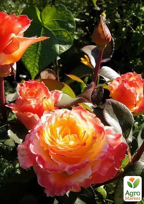 

Роза чайно-гибридная Солей д`ор (саженец класса АА+) высший сорт