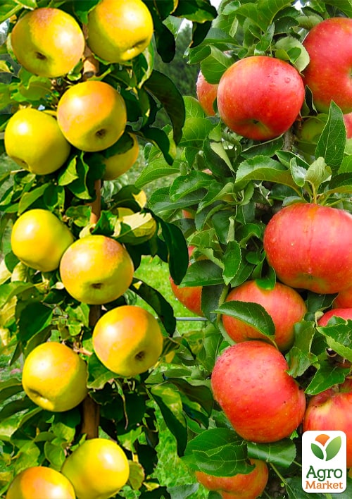 

Колоновидные, комплект из 2-х сортов Яблоня Валюта + Яблоня Королевский десерт 2шт саженцев