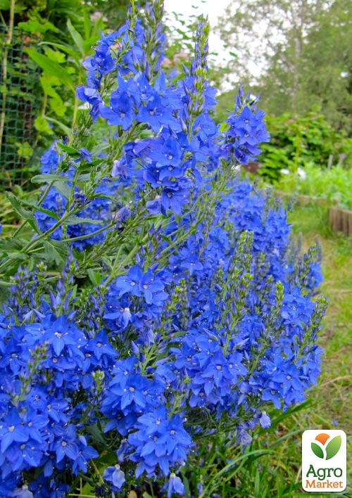 

Вероніка Австрійська Royal Blue