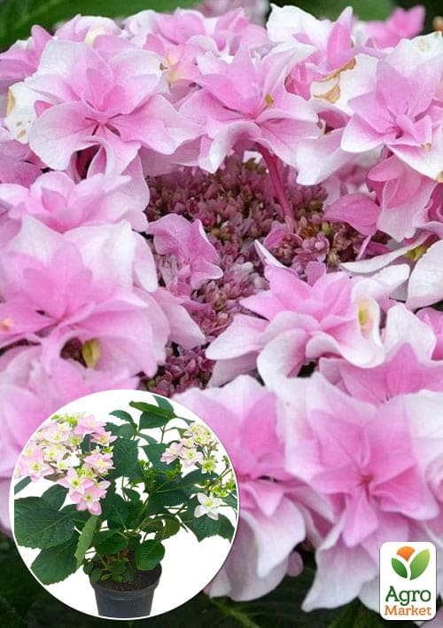 

Гортензия цветущая крупнолистная Доппио Роза (Hydrangea macrophylla Doppio Rosa) вазон С1,5