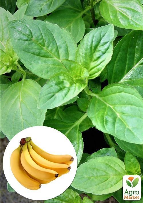 М'ята Бананова "Menta arvensis banana" (Кореневище) 1 саджанець в упаковці
