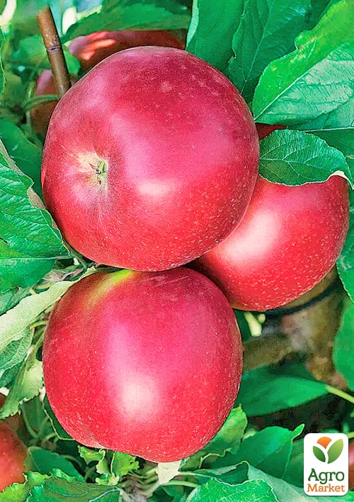 

Яблуня Рубінове Дуки (зимовий сорт, пізній термін дозрівання)