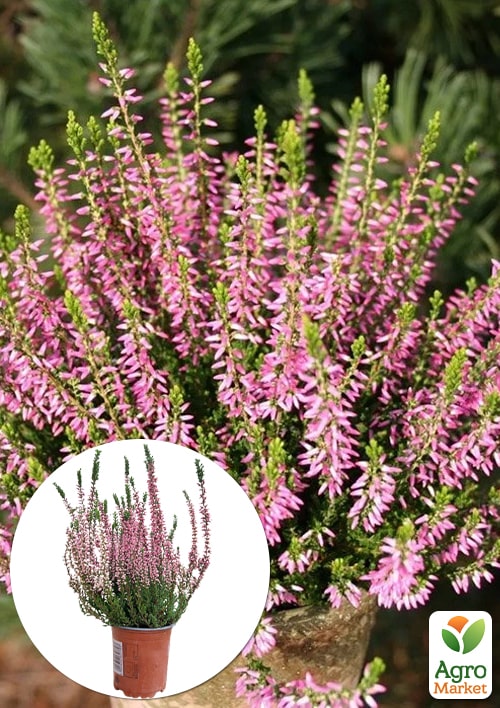 

Верес вічнозелений Myrtha