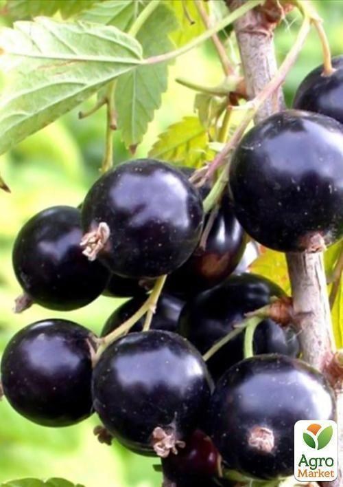 

Смородина чёрная Юбилейная Копаня (средне-поздний срок созревания)