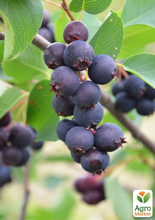 

Ірга 2-річна вільхолиста Honeywood (укорінена в контейнері)