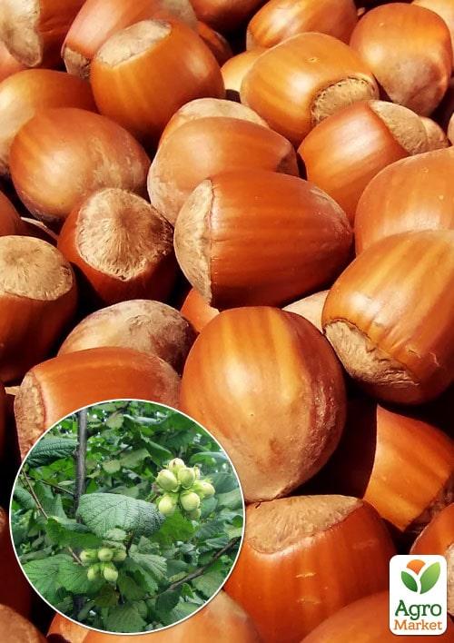 

Ексклюзив! Фундук коричневий з обгорткою червоного кольору Танго (Tango) (преміальний дуже смачний сорт, перехресне запилення, садити по 2 шт)