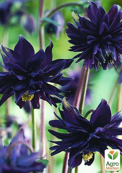 

Аквілегія махрова Black Barlow 1шт в упаковці