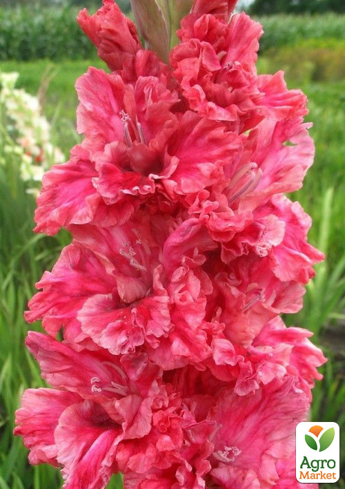 

Гладіолус Vabene 3шт