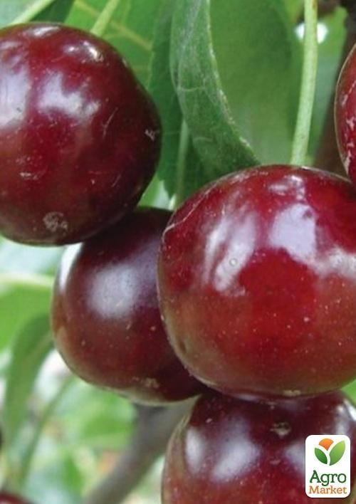 

Вишня Зустріч (літній сорт, ранній термін дозрівання)