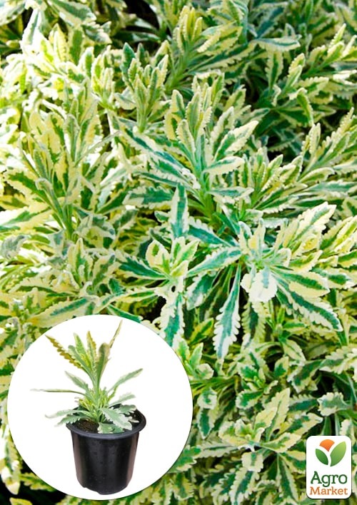 

Лаванда пестролистная зубчатая Meerlo (контейнер № 10, высота 10-15 см)