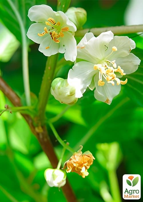 

Актинидия 2-х летняя Мужская (опылитель, морозостойкий сорт) вазон С1,5