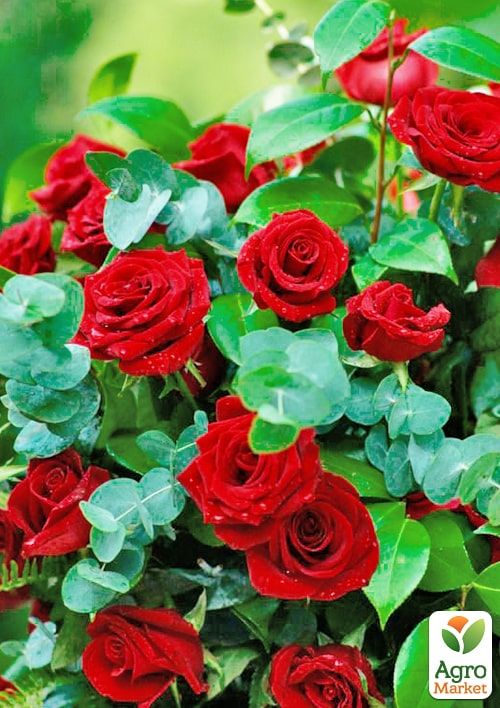 

Роза чайно-гибридная Форевер Янг (саженец класса АА+) высший сорт