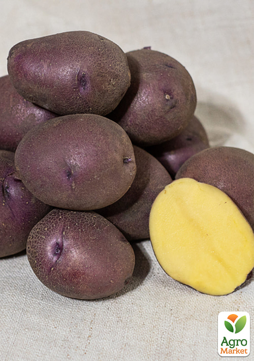 

Картопля «Дивень» насіннєва середньостигла (еліта) 10кг