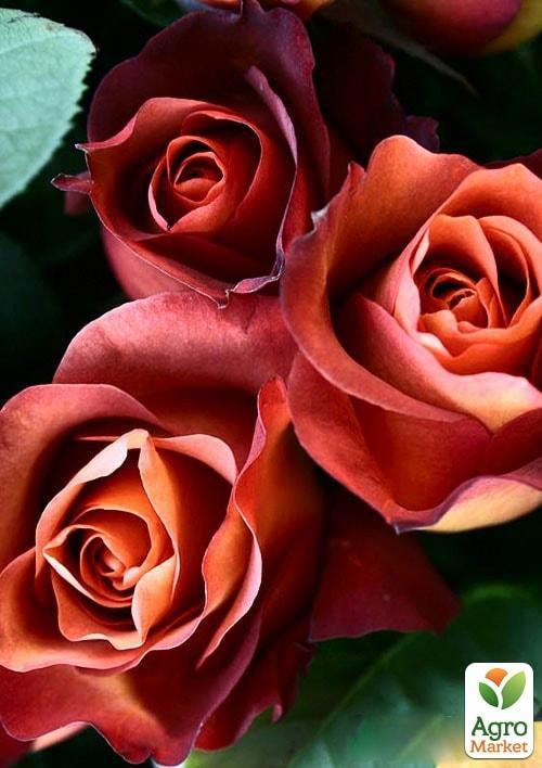 

Роза чайно-гибридная Кофе Брейк (саженец класса АА+) высший сорт