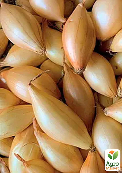 Голландский лук-севок 0.5кг (арбажейка) средний, удлиненный, золотистый "Amfora"