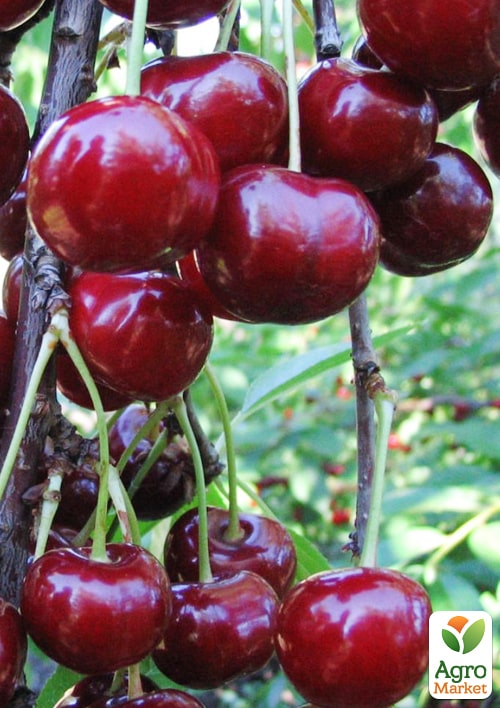 

Вишня Шалунья (летний сорт, среднеранний срок созревания)