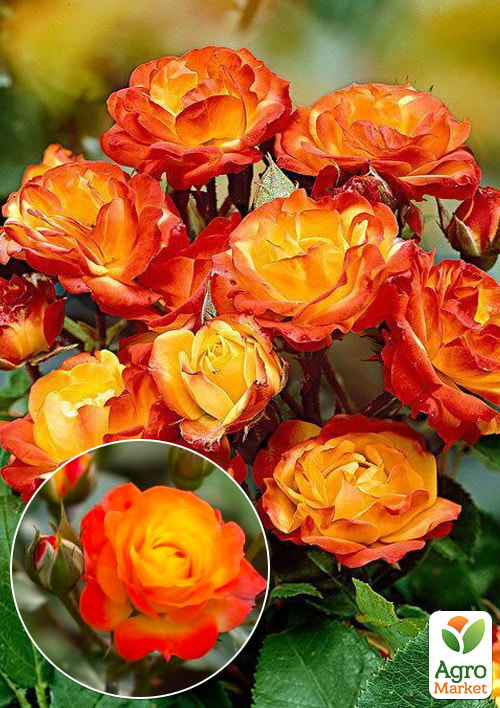 

Эксклюзив! Роза штамбовая Сочный цветок (Juicy Flower) (саженец класса АА+) высший сорт