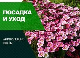 Ломикамінь вирощування з насіння - корисні статті про садівництво від Agro-Market