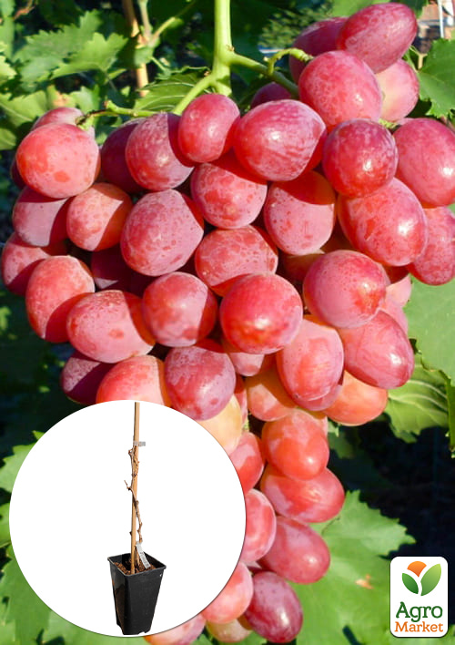 

Виноград кишмиш Калина Красная (укорененный саженец в контейнере)