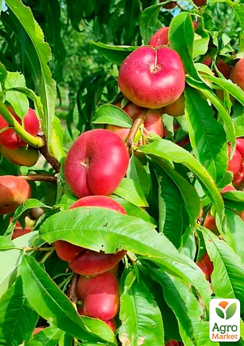 

Нектарин інжирний колоноподібний Oriola