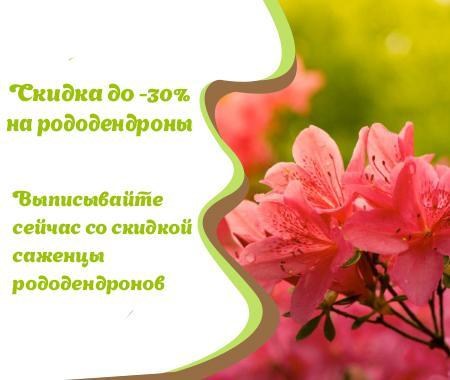 Акция! Скидки до -30% на саженцы рододендронов Акция! Скидки до -30% на саженцы рододендронов