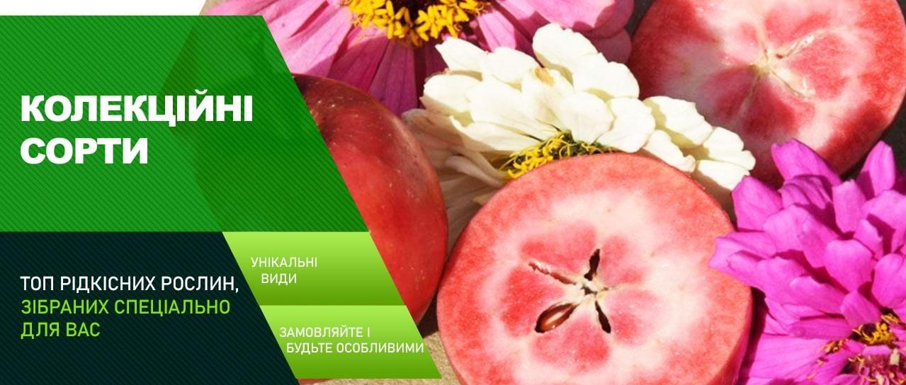 Акція! Колекційні сорти Акція! Колекційні сорти
