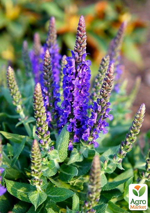 

Шалфей Дубравный Sensation Sky Blue