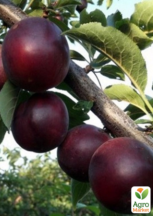 

Ексклюзив! Алича насичено-бордового кольору Романтика (Romance) (преміальний скороплідних річний сорт)