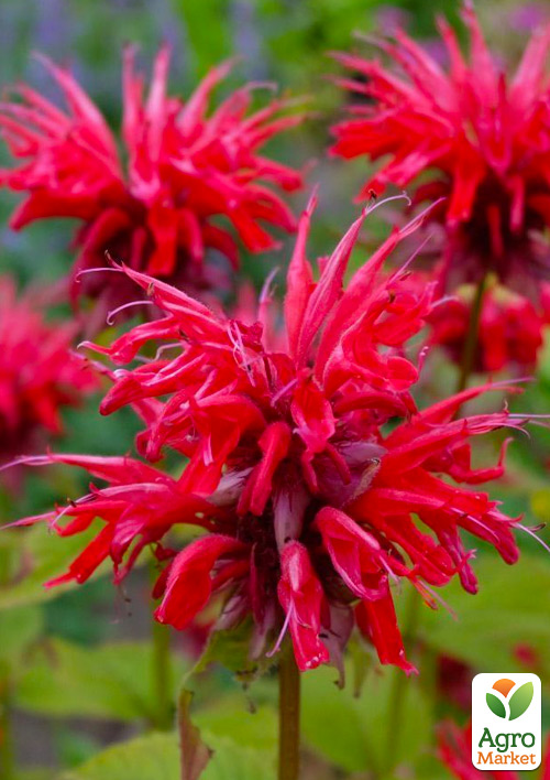 

Бергамот (Монарда) Fireball