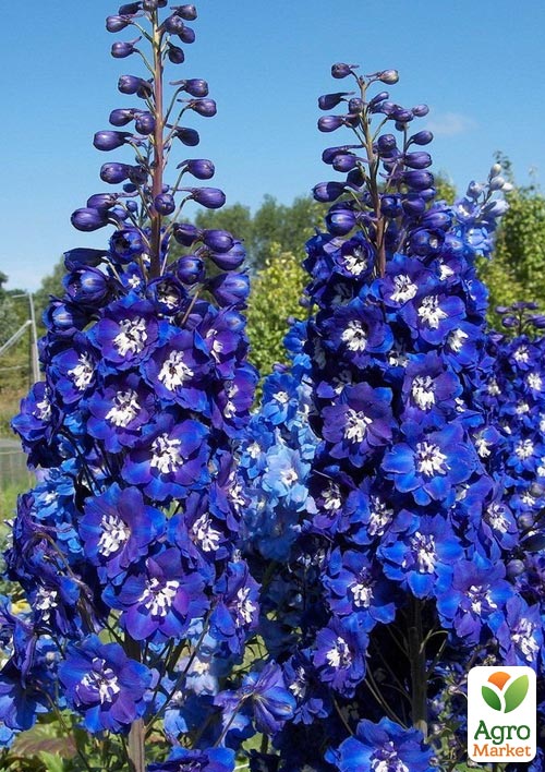 

Дельфініум махровий Blue Bird