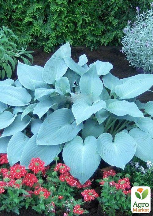 

Хоста Canadian Blue