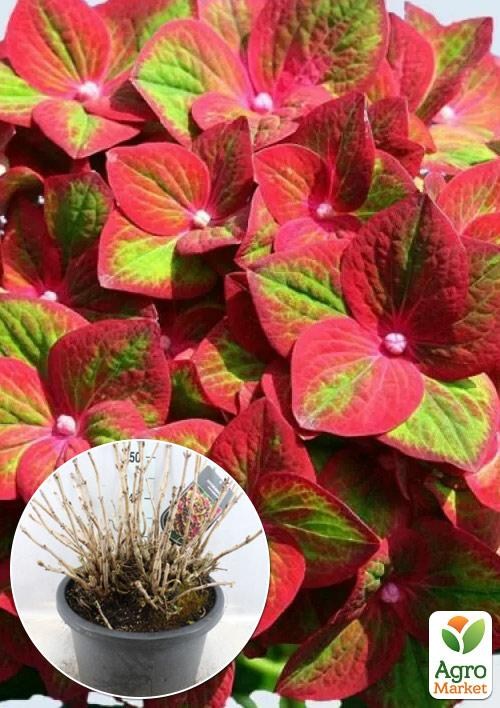 

LMTD Гортензія macrophylla Magical Greenfire 5-річна (висота 45-75см)