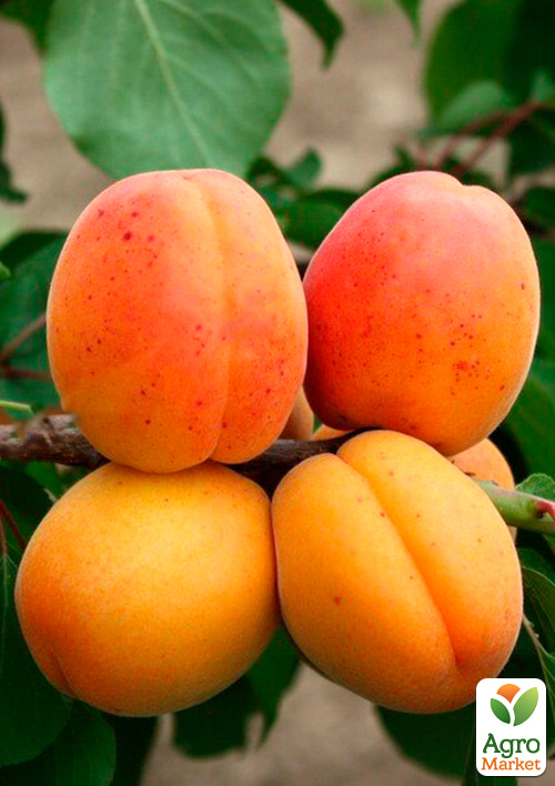 

Абрикос Олимп (летний сорт, ранний срок созревания)