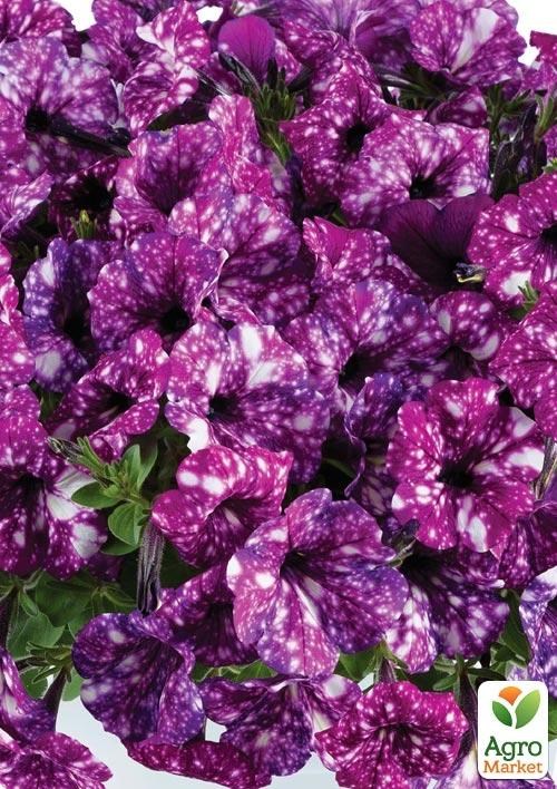 

Петуния ампельная "Splash Dance Purple Polka" (контейнер №10, высота 10-15см)