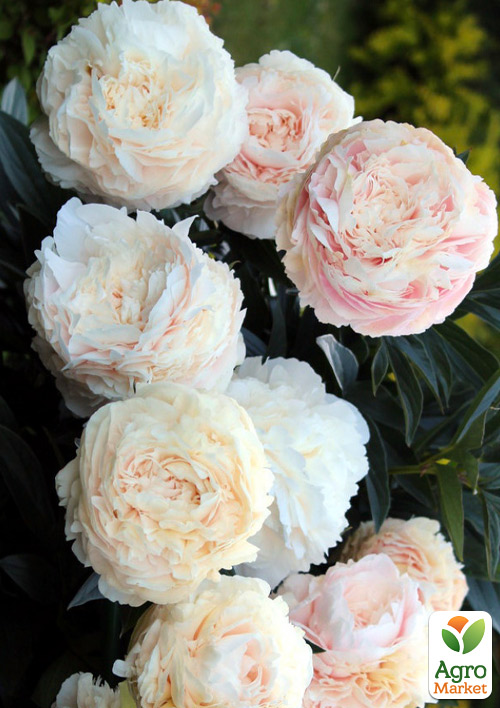 

Пион травянистый Solange (розовидный)