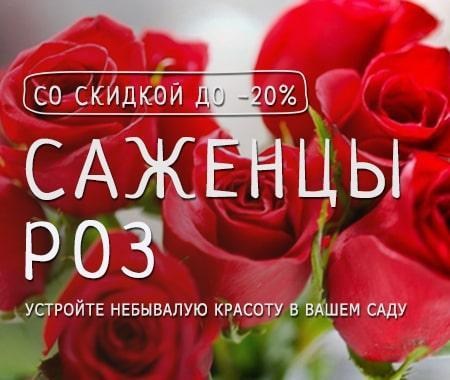 Акция! Приятная скидка на саженцы прекрасных роз Акция! Приятная скидка на саженцы прекрасных роз