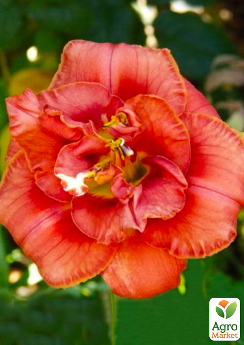 

Лилейник Rose Corsage 1шт в упаковке NEW