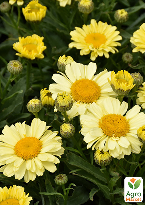

Ромашка великоквіткова Нів'яник Sweet Daisy Izabel (компактна, зрізальна)