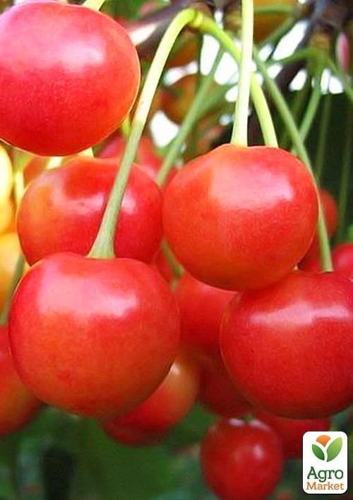 

Черешня розовая Солнечный шар (летний сорт, ранний срок созревания)