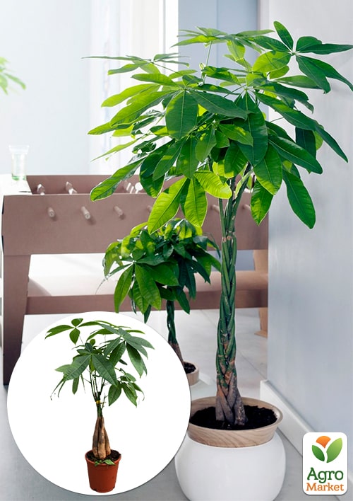 

LMTD Пахіра Aquatica переплетена (40-50см)