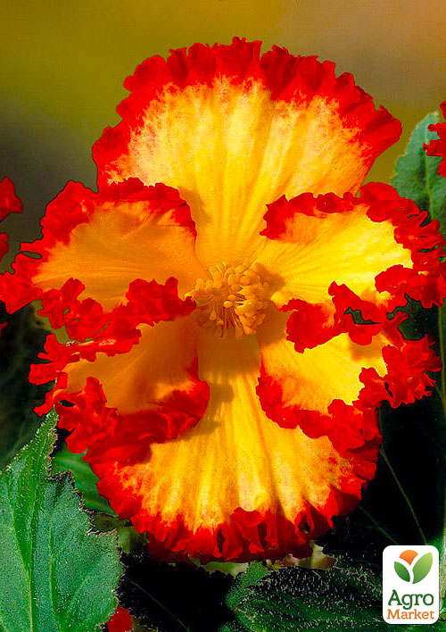 

Бегония Криспа Марджината Желтая 1 шт