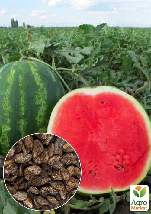 

На развес Арбуз Викинг ТМ Весна цена за 6г