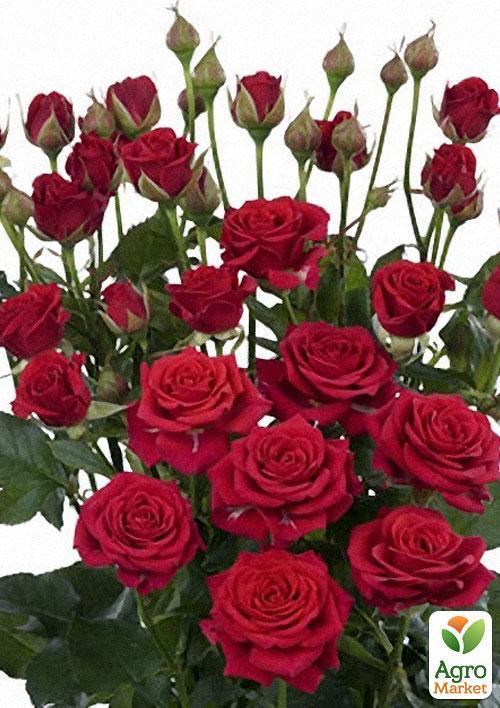 

Роза мелкоцветковая (спрей) Mirabell (саженец класса АА+) высший сорт