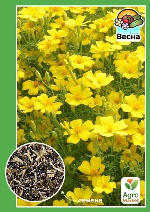 

Бархатцы Лулу ТМ Весна 0.3г