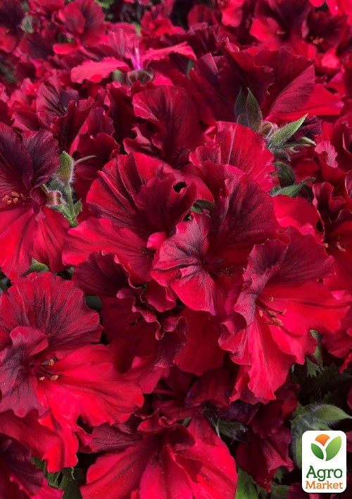 

Пеларгония Королевская Aristo Bright Red (контейнер № 10, высота 10-20 см)