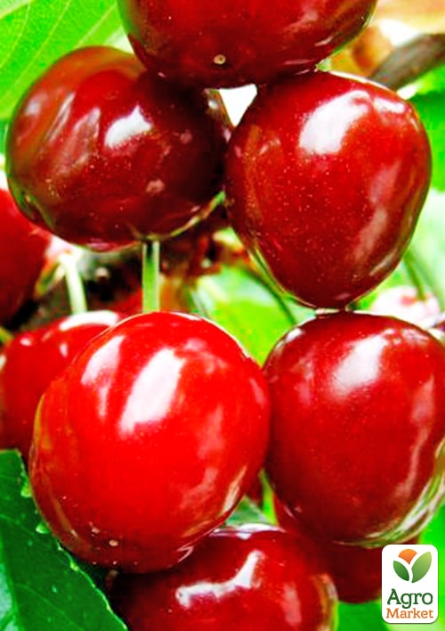 

Черешня «Джорджія» (суперсолодкий сорт, середній термін дозрівання)