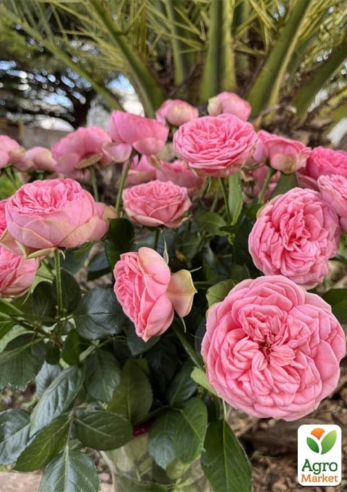 

Троянда кущова Happy Piano (саджанець класу АА+) вищий сорт