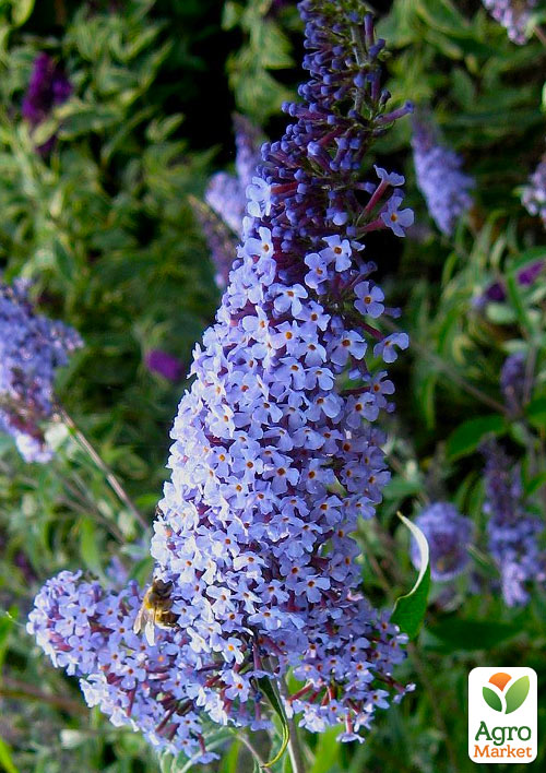 

Буддлея Давида Lochinch